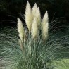 PAMPA CORTADERIA  selloana pumilla  c9l
