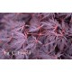 Acer palmatum firecracker