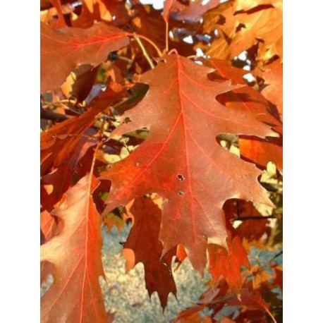 Quercus rubra  Chêne  rouge d 'Amérique