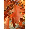 Quercus rubra  Chêne  rouge d 'Amérique