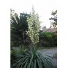 Yucca Gloriosa