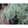 Rosmarinus repens