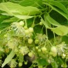 Tillia cordata greenspire