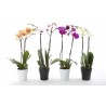 Phalaenopsis 2 branches pot de 12cm avec cache pot
