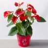 Anthurium Andréanum pot 17cm avec cache pot