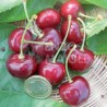 Cerisier Bugareau Burlat DURONE