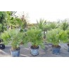 Chamaerops humilis Vulcano